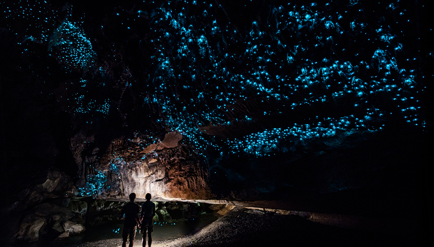 Waitomo Glowworm, New Zealand